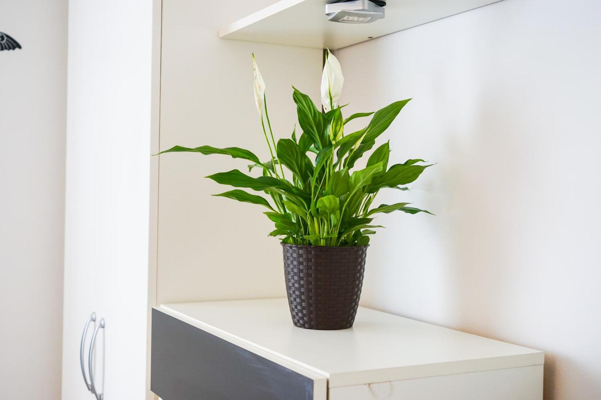 Floral Apartment Ζαντάρ Εξωτερικό φωτογραφία